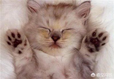 ​国内能买到捷克狼犬吗？？中国有卖捷克狼犬的吗？