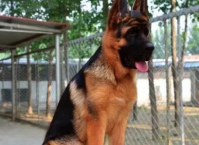 ​中国能养鳄龟吗？在我国能养鳄鱼吗？