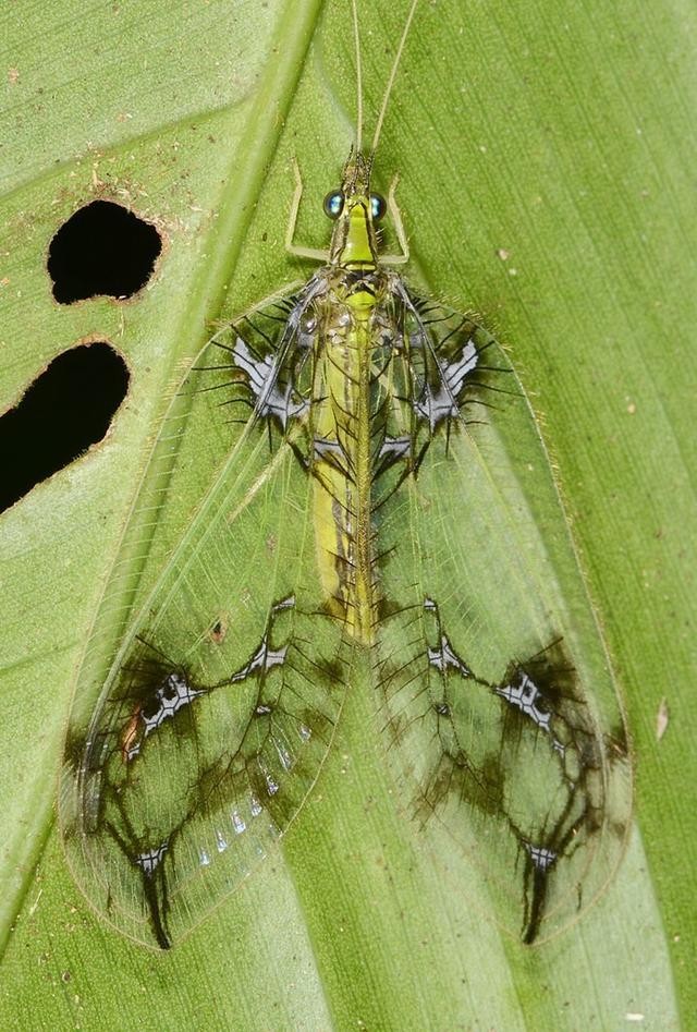 世界上真实的奇异生物（12种惊人的生物看完头皮发麻）(3)