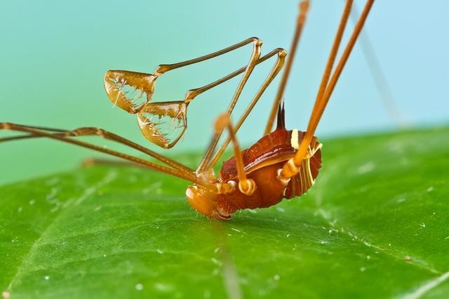 世界上真实的奇异生物（12种惊人的生物看完头皮发麻）(10)