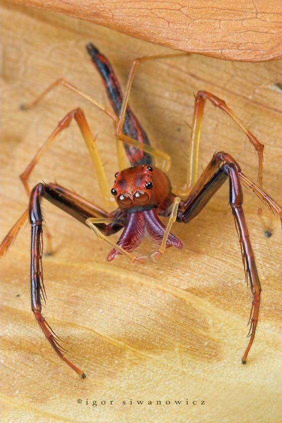 世界上真实的奇异生物（12种惊人的生物看完头皮发麻）(8)