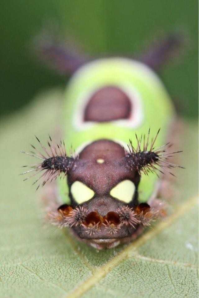 世界上真实的奇异生物（12种惊人的生物看完头皮发麻）(4)