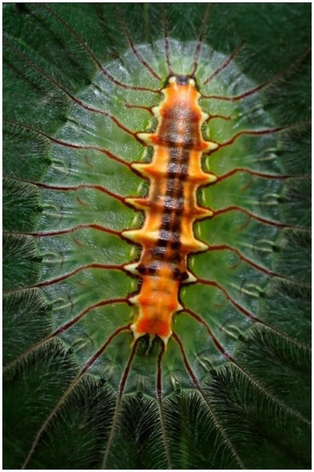 世界上真实的奇异生物（12种惊人的生物看完头皮发麻）(5)