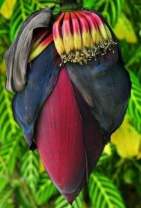 ​世界上真实的奇异生物（12种惊人的生物看完头皮发麻）