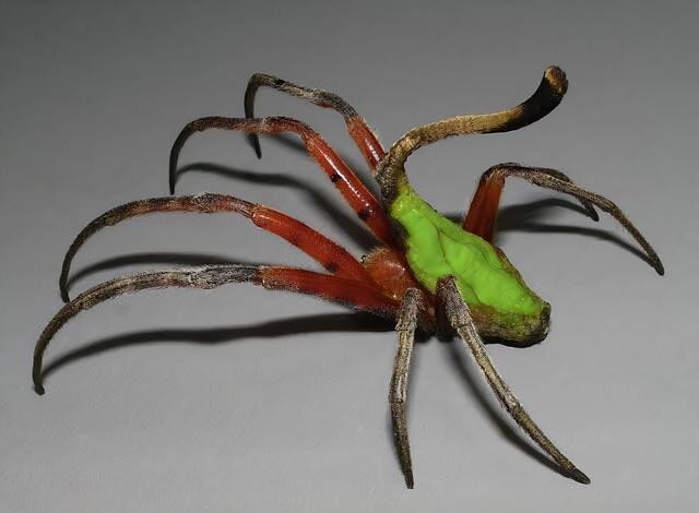 世界上真实的奇异生物（12种惊人的生物看完头皮发麻）(12)