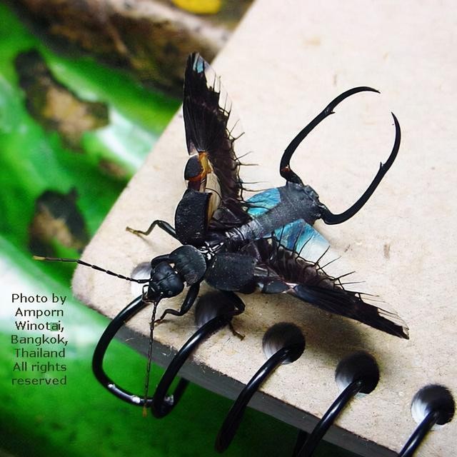 世界上真实的奇异生物（12种惊人的生物看完头皮发麻）(7)