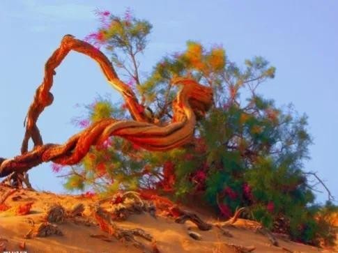 全世界十大自然景观（80幅世界各地景观）(4)