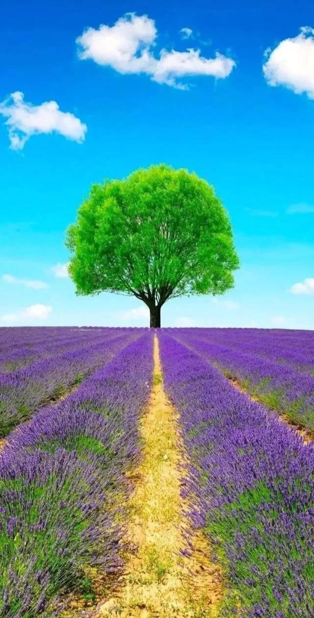 全世界十大自然景观（80幅世界各地景观）(77)