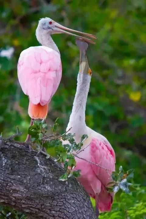 全世界十大自然景观（80幅世界各地景观）(45)
