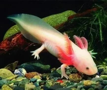 全世界十大自然景观（80幅世界各地景观）(53)