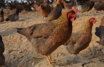 ​云南地方特色鸡品种、独龙鸡