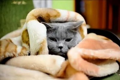 ​中世纪屠杀猫的事件真相 猫是女巫同类还是其他