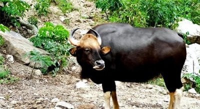 ​云南村民自家牛圈闯入一头印度野牛，重1.5吨无天敌，却仅剩200头