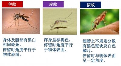 ​随处可见的花蚊子，来中国不到50年，为何令人“闻风丧胆”？