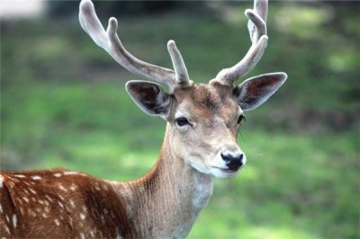 ​梅花鹿是维护动物吗：梅花鹿是维护动物（接近毁灭）