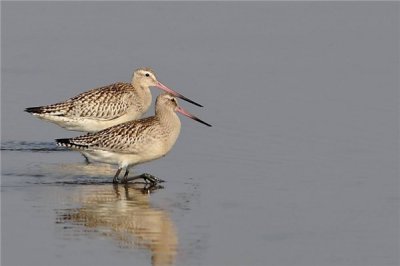 ​斑尾塍鹬：分散范畴很广的鸟类,世界各地都有分散