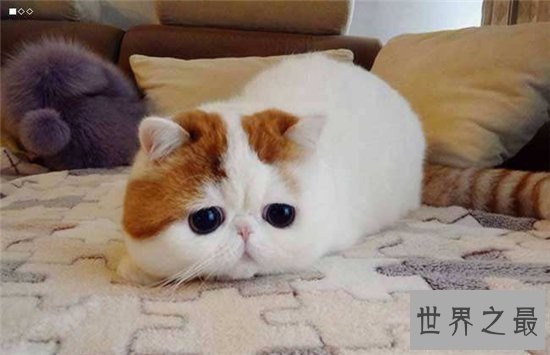 五大热门宠物猫的品种 霍思燕饲养加拿大无毛猫成抢手