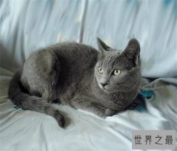 ​五大热门宠物猫的品种 霍思燕饲养加拿大无毛猫成抢手