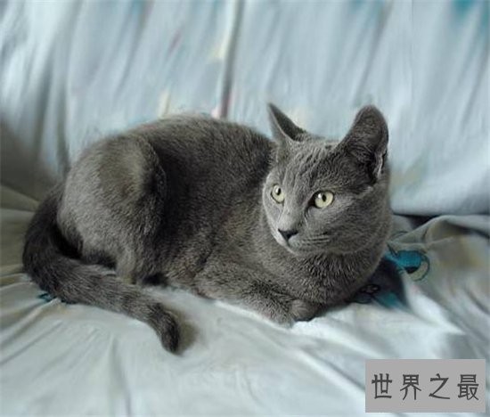 五大热门宠物猫的品种 霍思燕饲养加拿大无毛猫成抢手