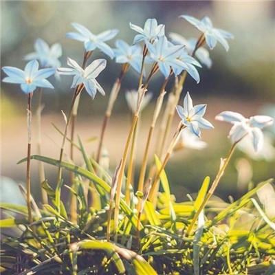 有意境有气质的微信风景头像