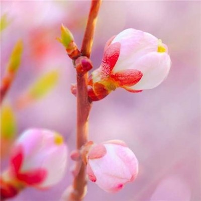 有意境有气质的微信风景头像