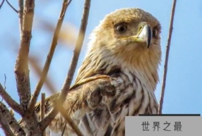 ​世界上最忠贞的鸟类 白肩雕对爱情忠贞不渝(分布范围广)