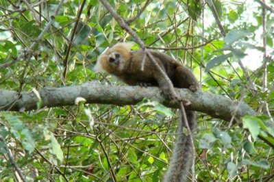 ​黄头狨:一种南美私有的山公_被称动物界的典型父母