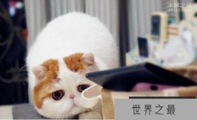 ​可爱的红小胖snoopy猫:有着十分纯正的CFA血统