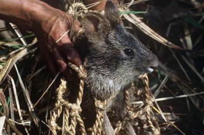 ​阿萨密兔:世界上最常睹的哺乳动物之一_两级维护动物