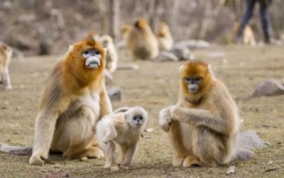 ​世界上最酷的猴子 金丝猴浑身金灿灿(是保护动物)