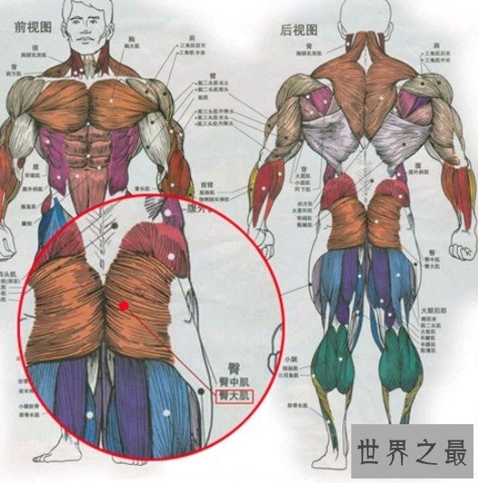 人体最大的肌肉是哪一块，屁股上的臀大肌