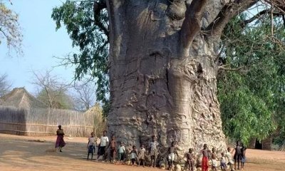 ​全球最神奇的树木，果实像面包，树干能当房子住，你见过吗？