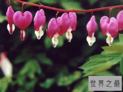 ​世界上最毒的草，也是最毒的植物之一