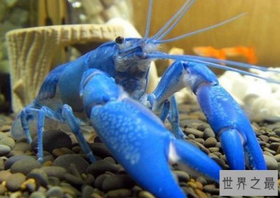 ​史上最神奇的小龙虾，全身呈宝蓝色