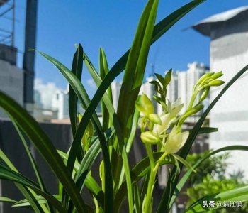 ​清新高雅四季幽香的“建兰”有颜值，植株雄健香味浓郁好惹人爱