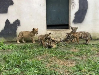 ​萌化了~聊城这些小老虎们正式“出道”了！大波萌图请查收