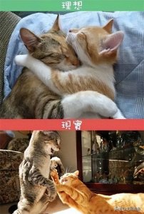 ​养一只猫与养两只猫，那些意想不到的大差别